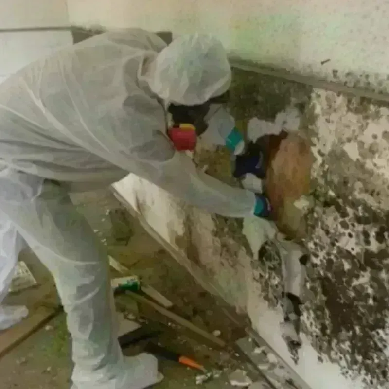 Mold Remediation and Removal in Greeley, NE